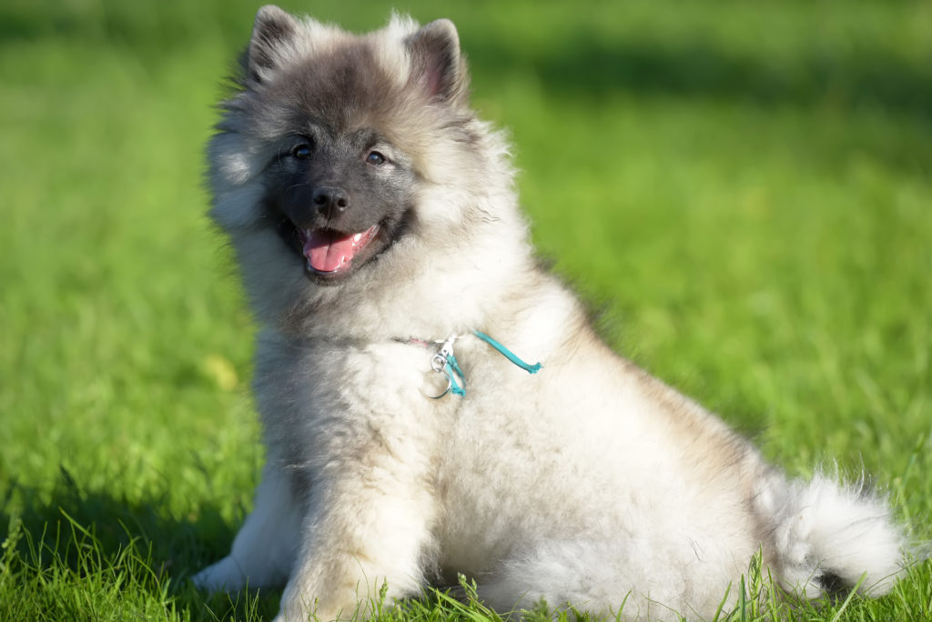 Keeshond