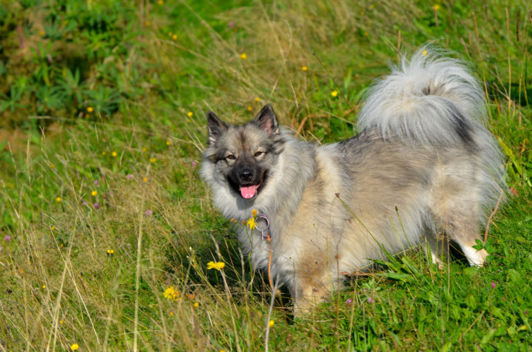 Keeshond