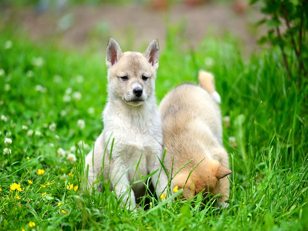 Laika de Siberia Occidental