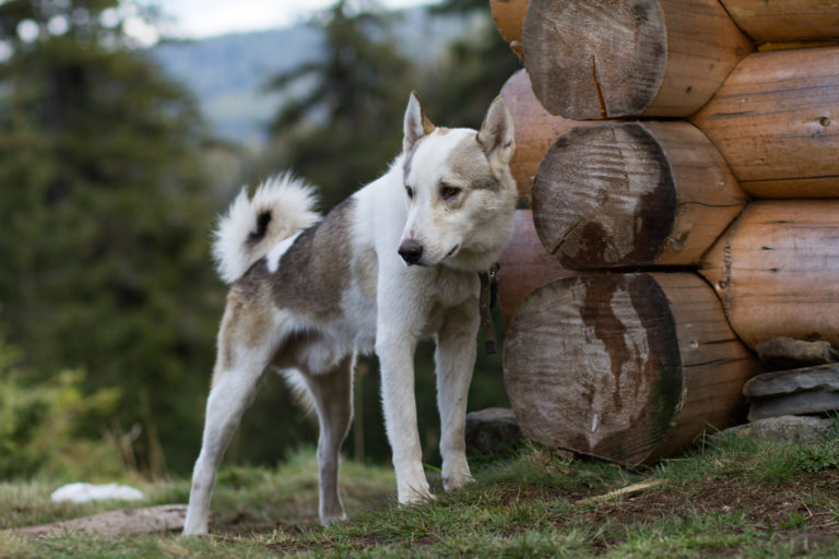 Laika de Siberia Occidental