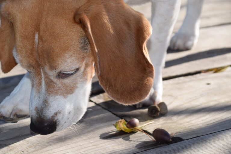 Los perros pueden comer bellotas