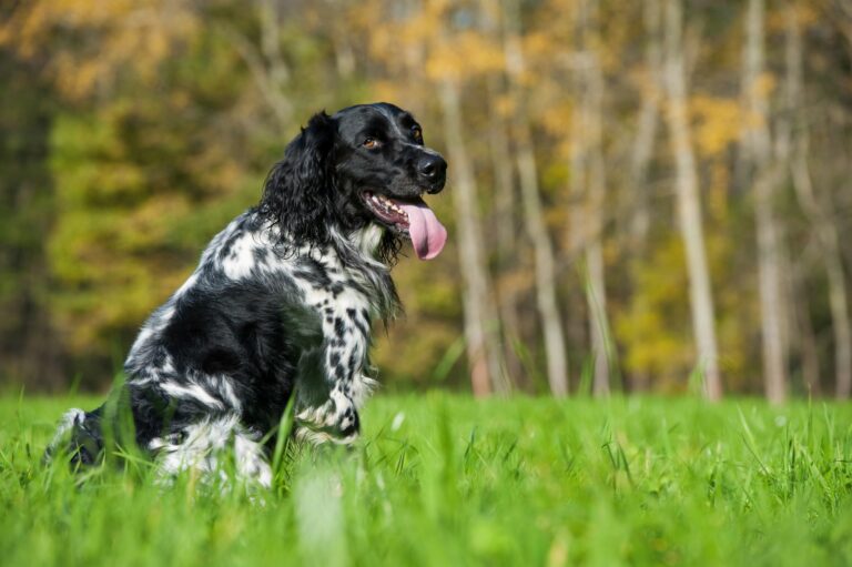 Münsterländer grande