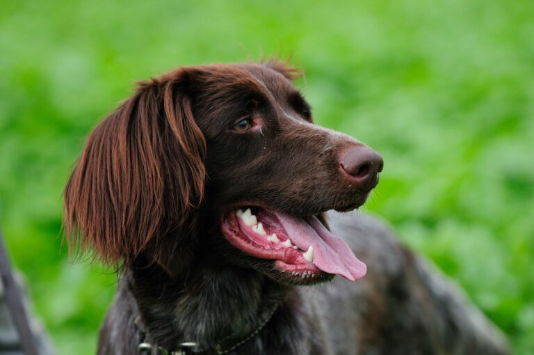 Perro de muestra alemán de pelo largo