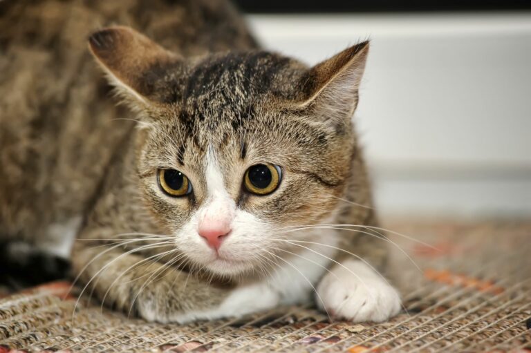 Psicología felina