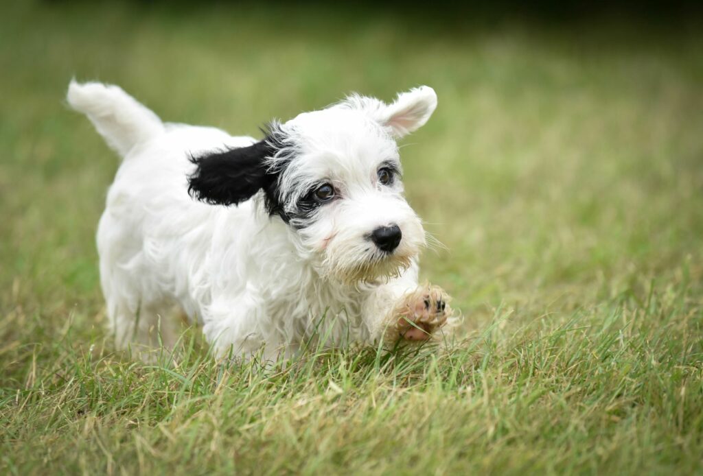 Sealyham terrier