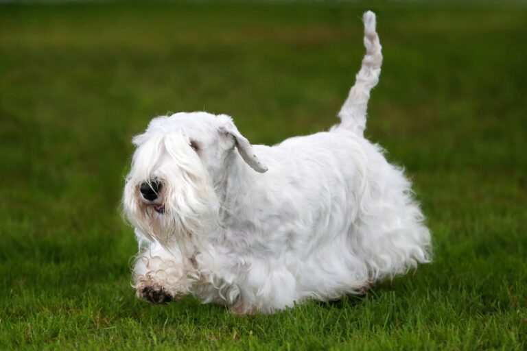 Sealyham terrier