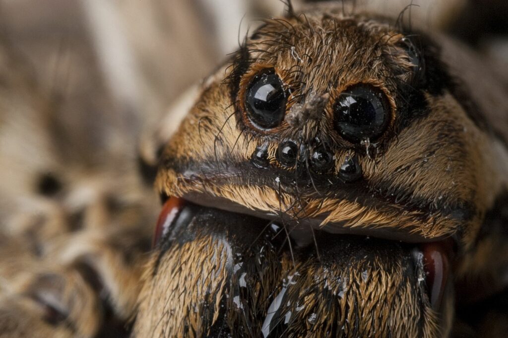 Araña lobo
