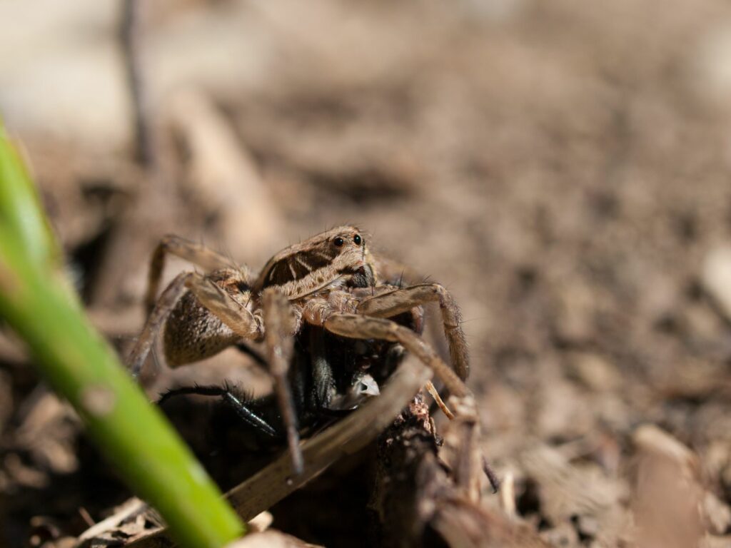 Araña lobo