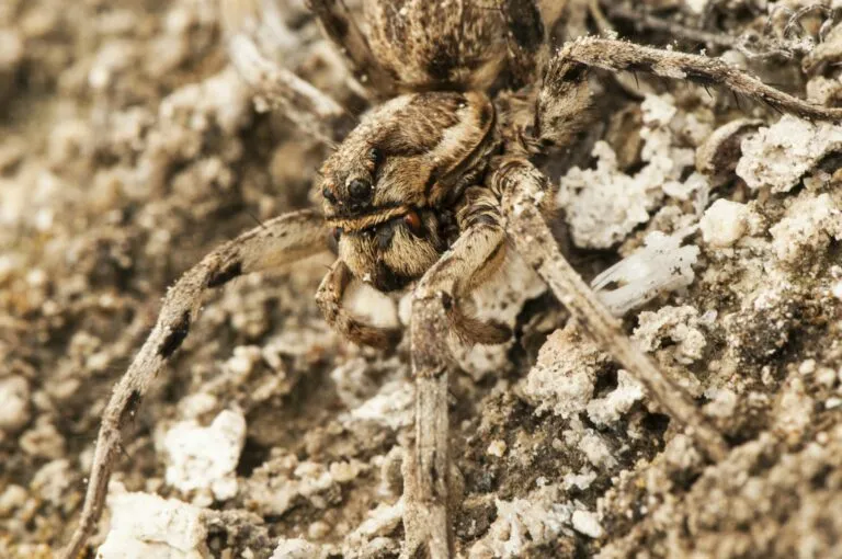 Araña lobo