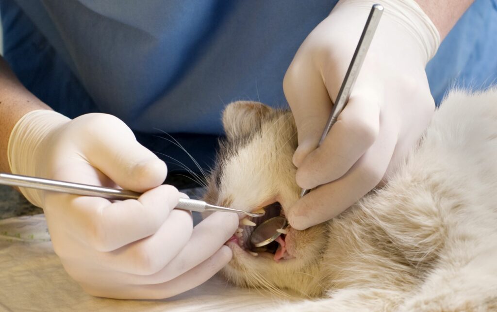 Cambio de dientes en gatos