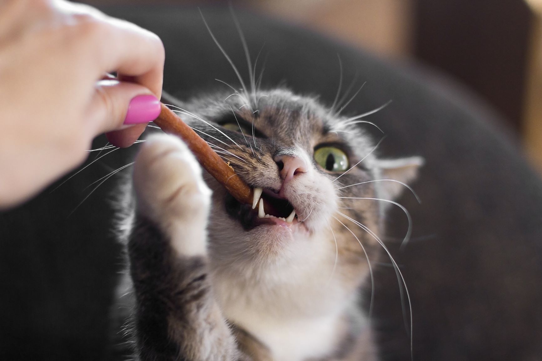 Cambio de dientes en gatos