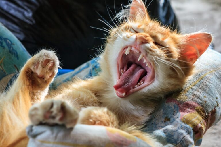 Cambio de dientes en gatos