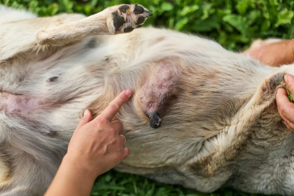 Cáncer de mama en perros
