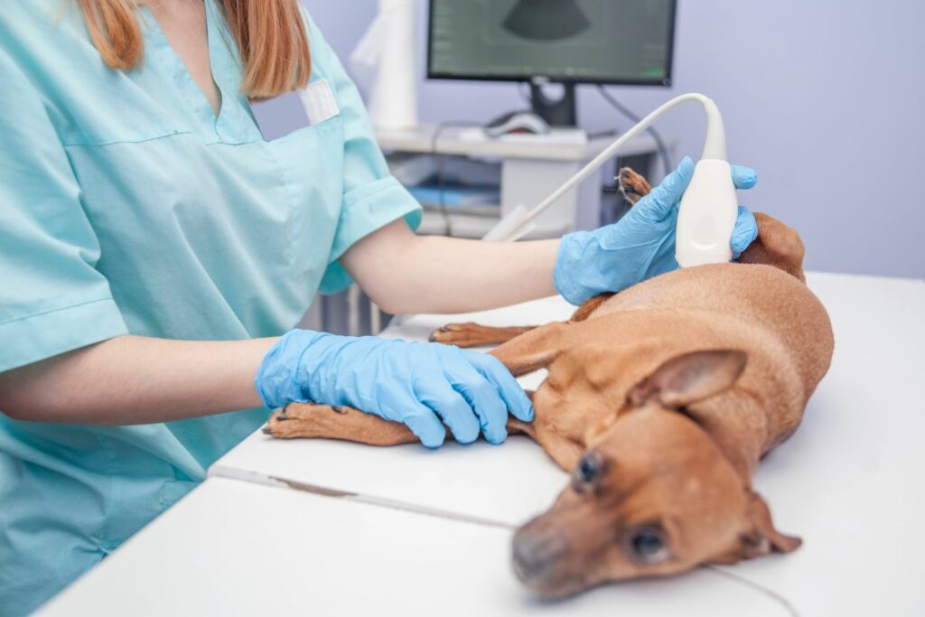 Cáncer de mama en perros