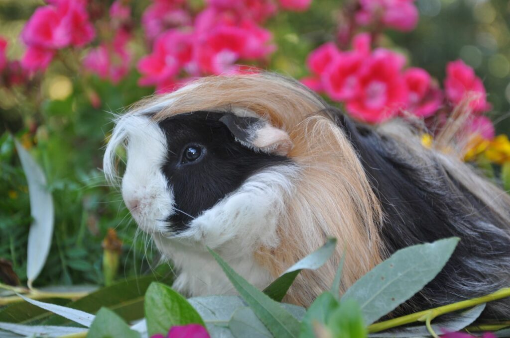 Cobaya peruana