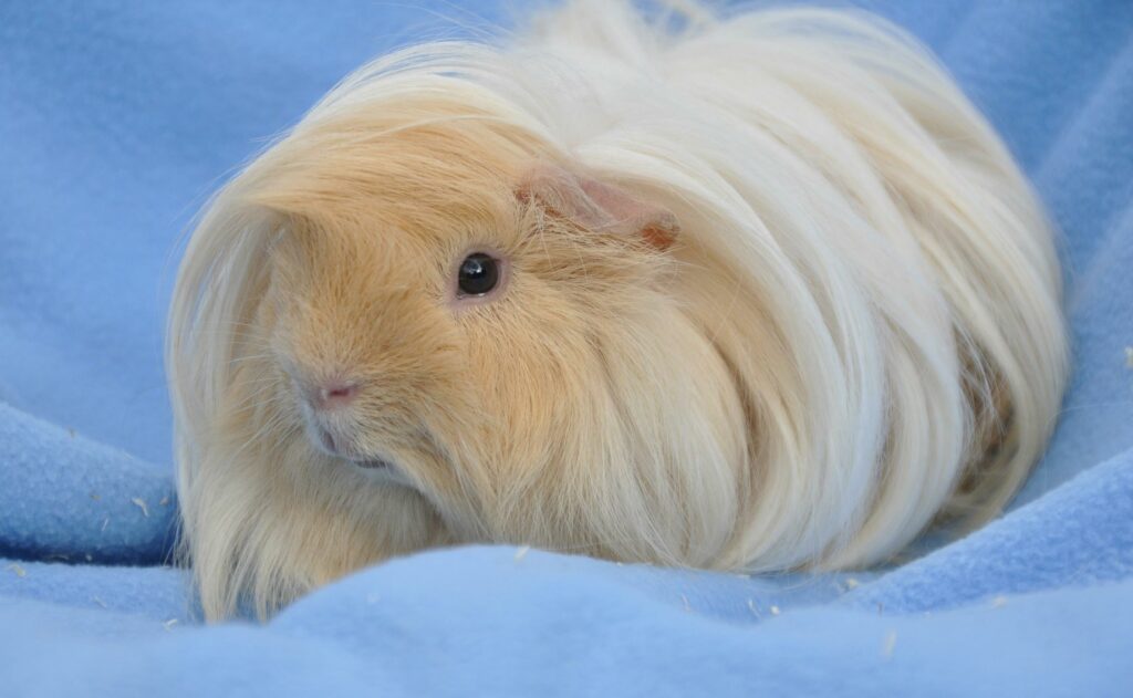 Cobaya peruana