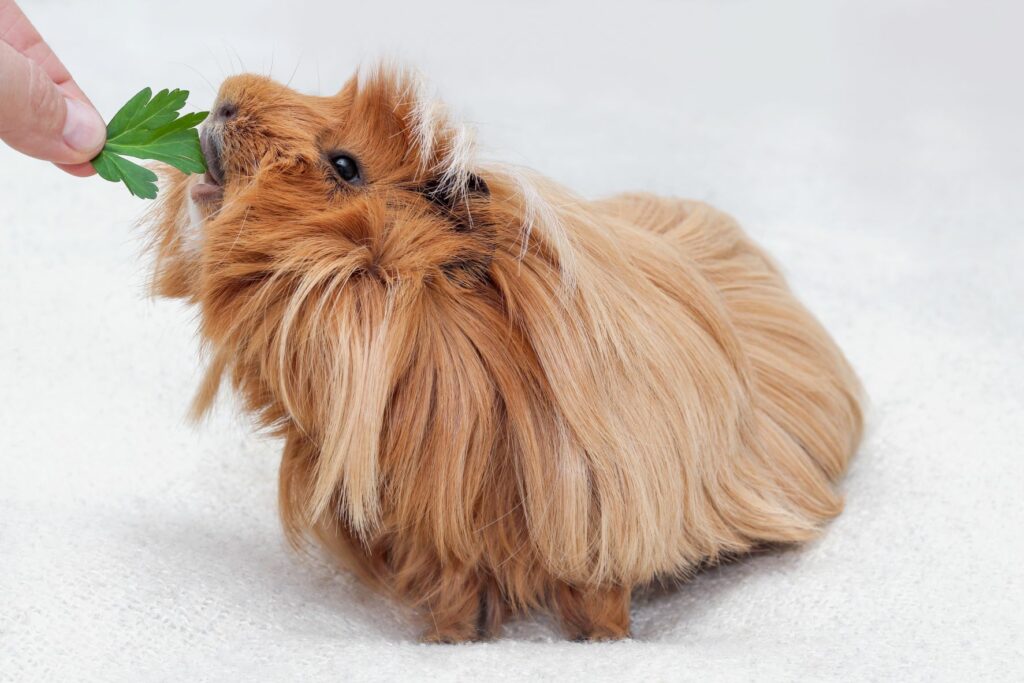 Cobaya peruana
