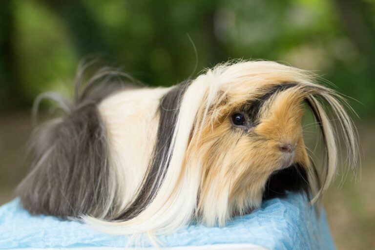 Cobaya peruana