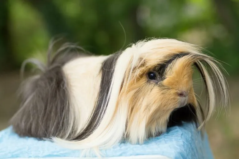 Cobaya peruana