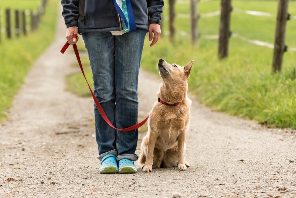 Cómo enseñar a un perro a caminar con correa