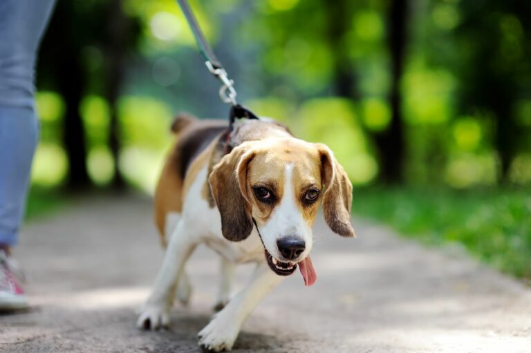 Cómo enseñar a un perro a caminar con correa