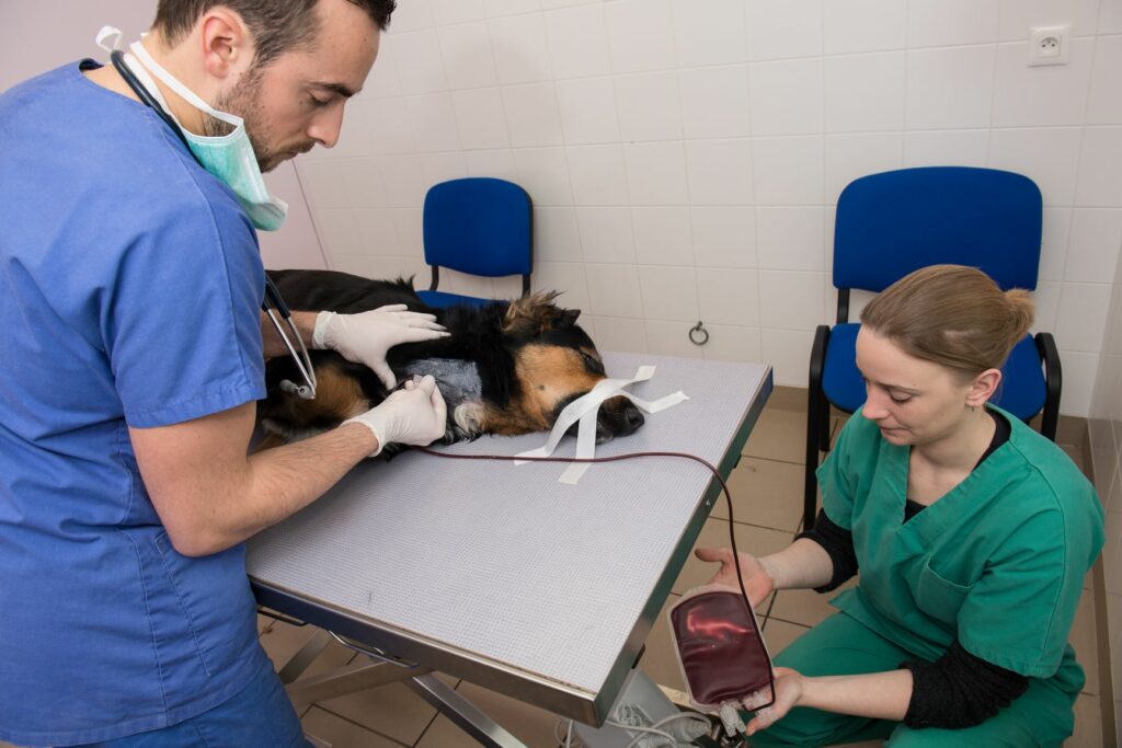 Donación de sangre para perros