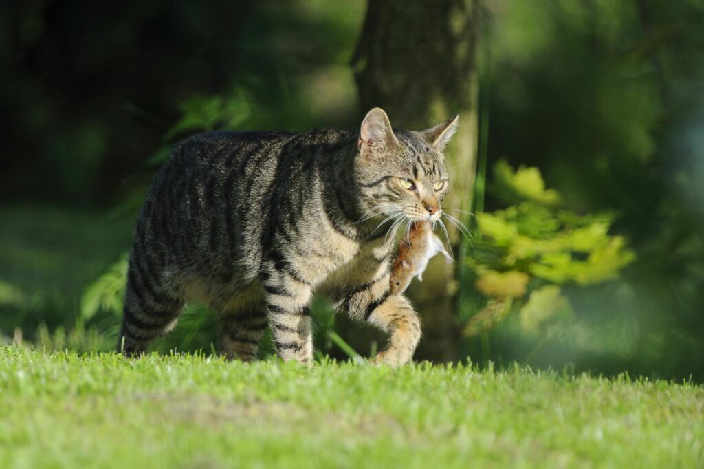 Gatos de exterior