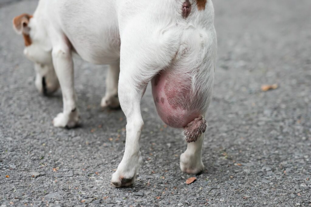 Lipoma en perros