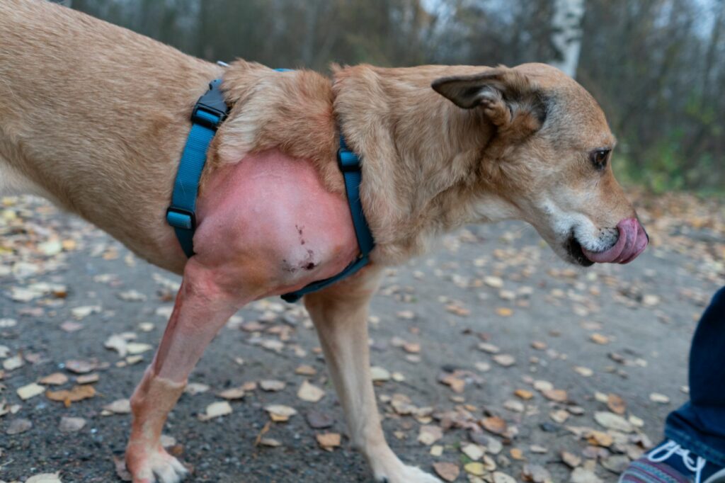 Lipoma en perros