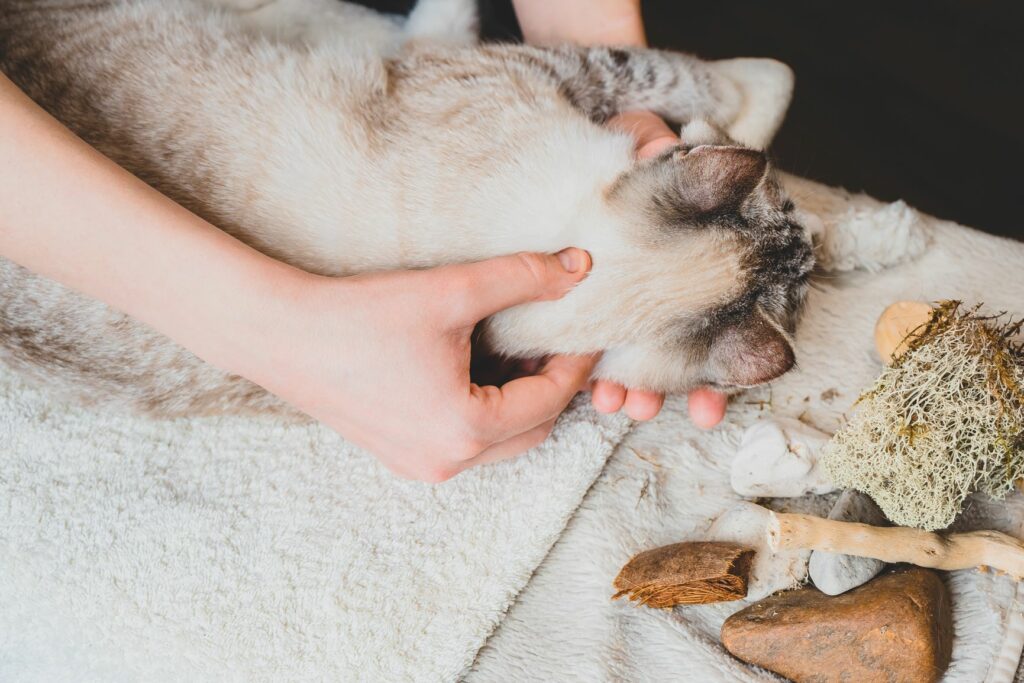 Masajes para gatos