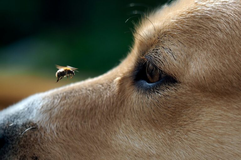 Picadura de abeja en perros
