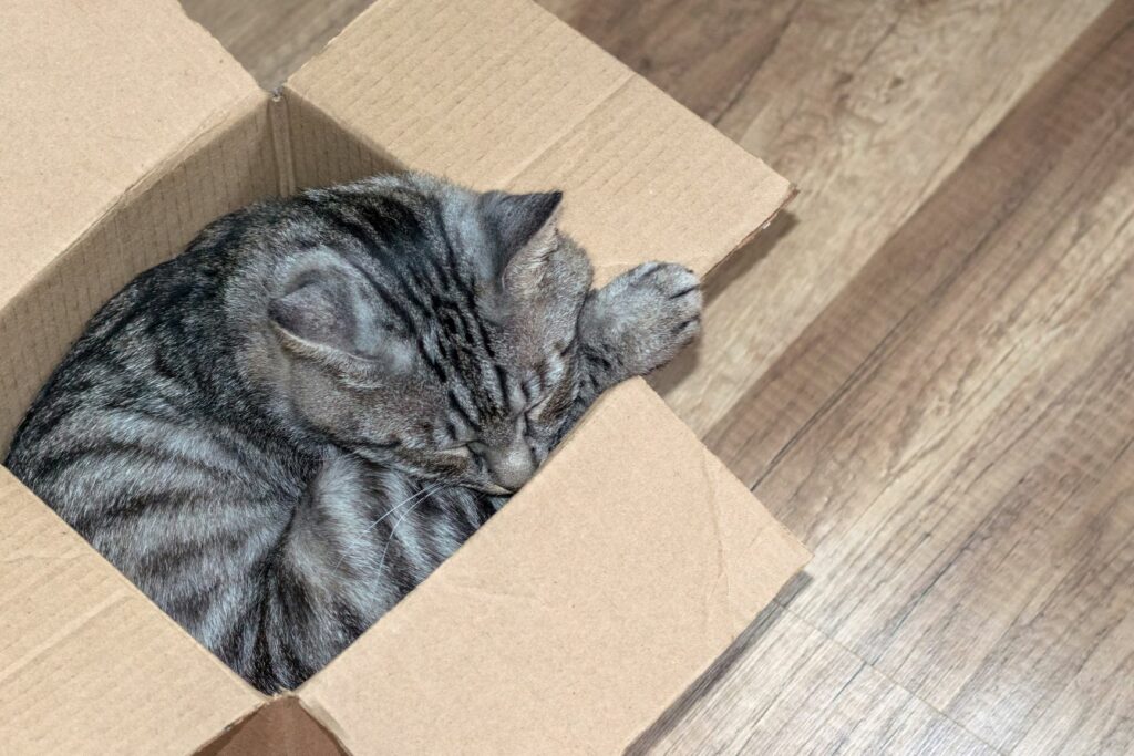 Por qué a los gatos les gustan las cajas 1