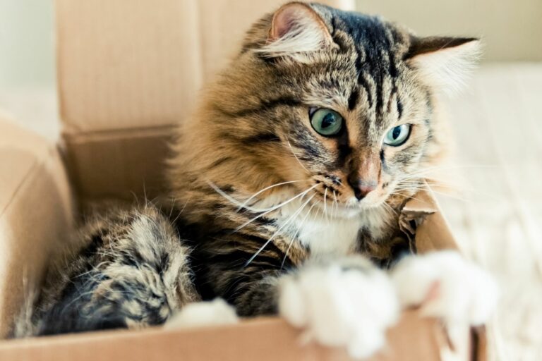 Por qué a los gatos les gustan las cajas