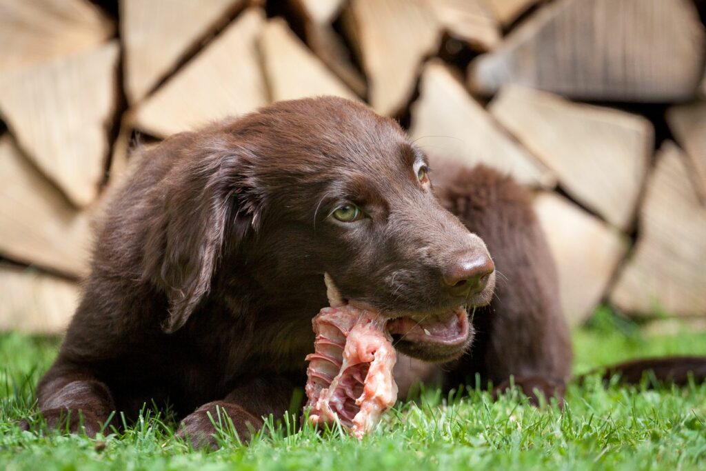 Toxoplasmosis en perros