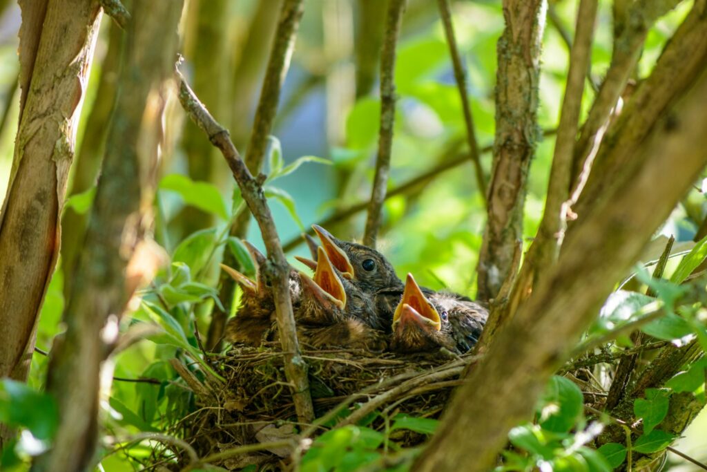 reproducción de las aves