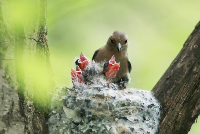 reproducción de las aves