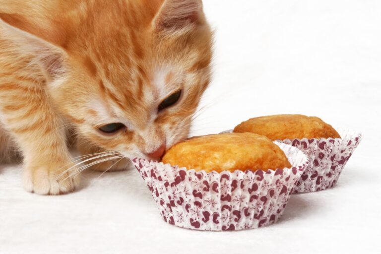 tartas para gatos tartas para gatos