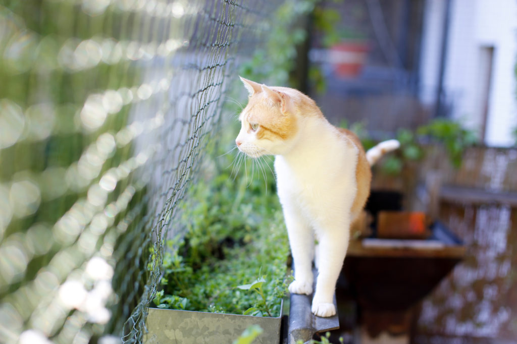 Cómo proteger balcones para gatos