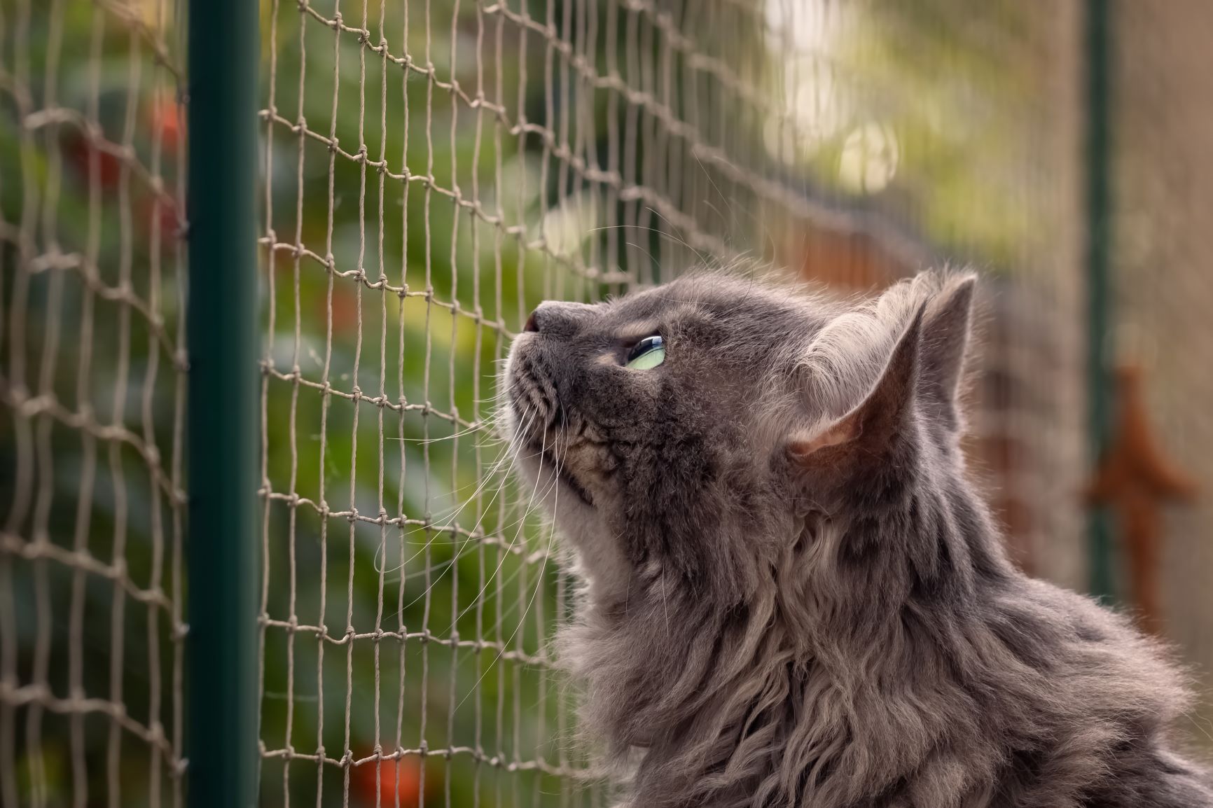 Cómo proteger balcones para gatos