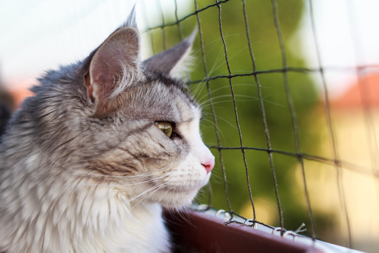 Cómo proteger balcones para gatos