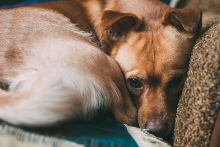 Depresión en perros