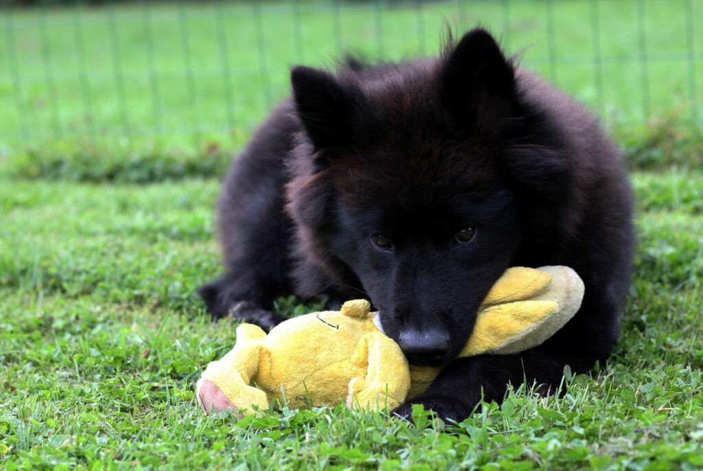 Eurasier