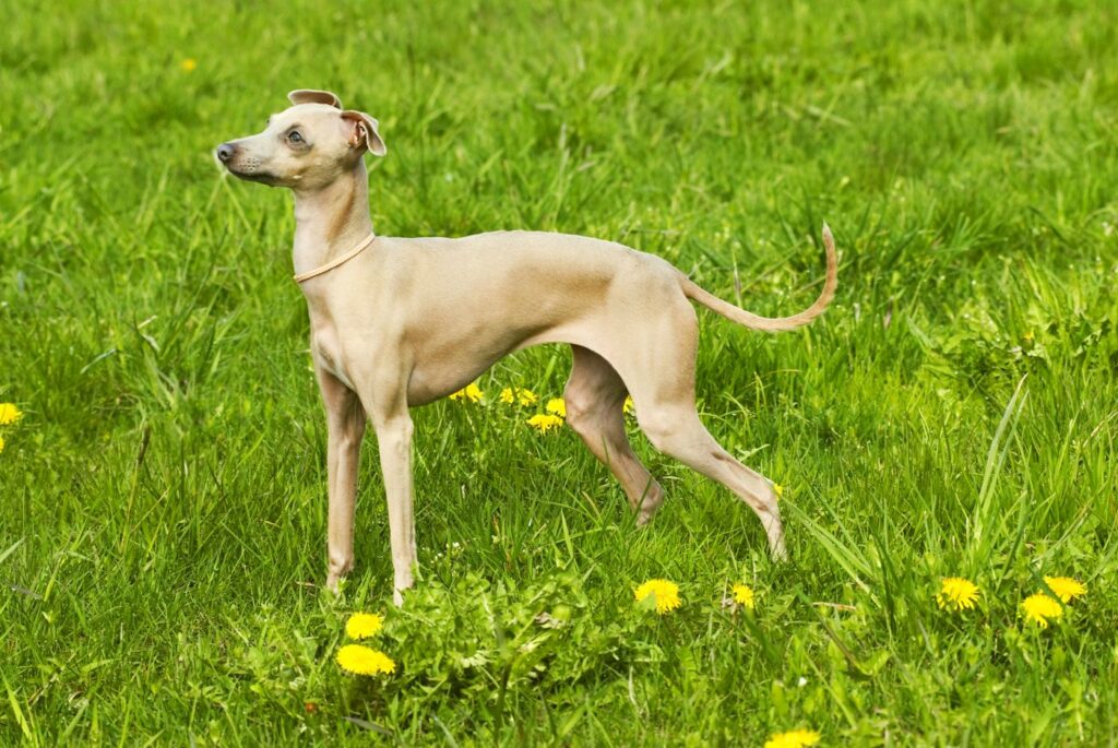 Galgo italiano