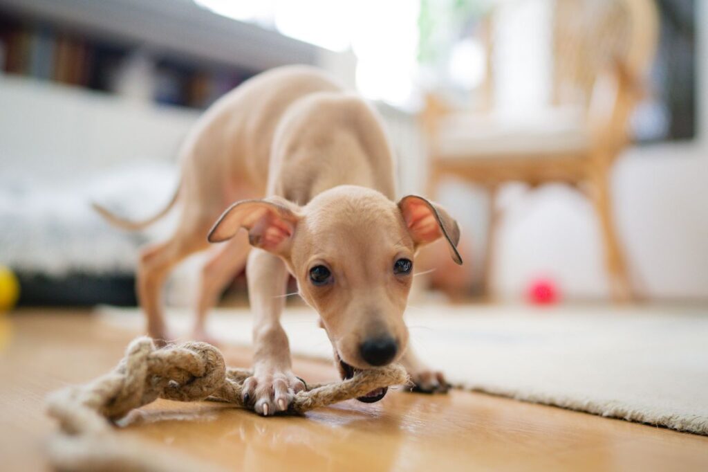 Galgo italiano