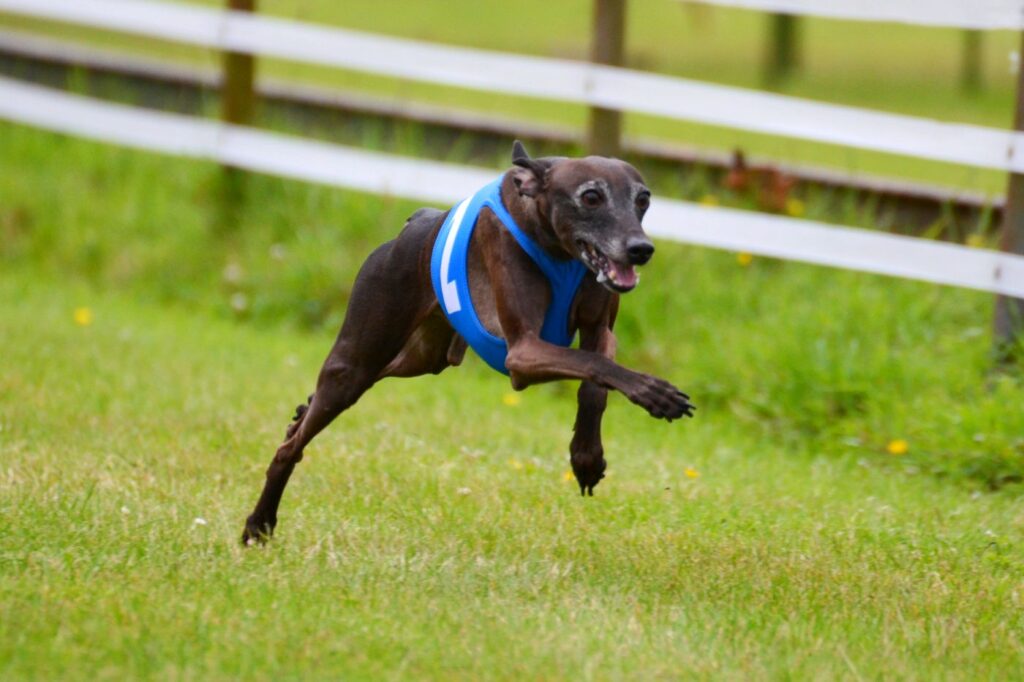 Galgo italiano