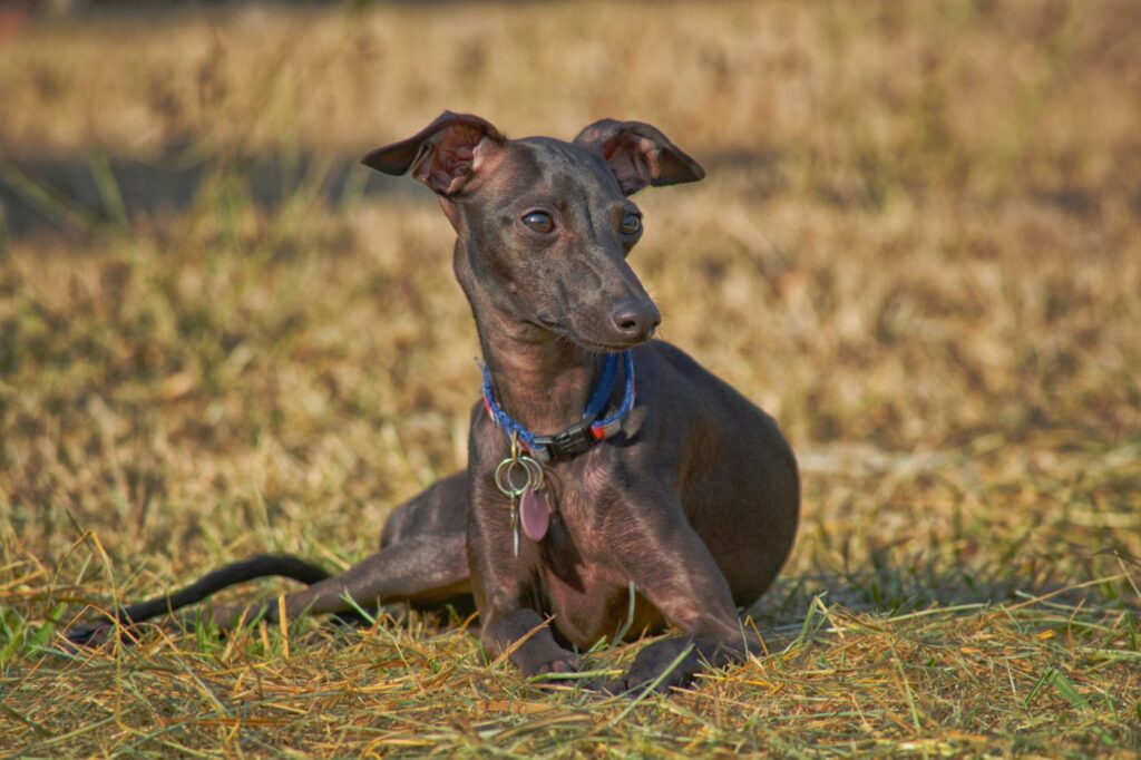 Galgo italiano