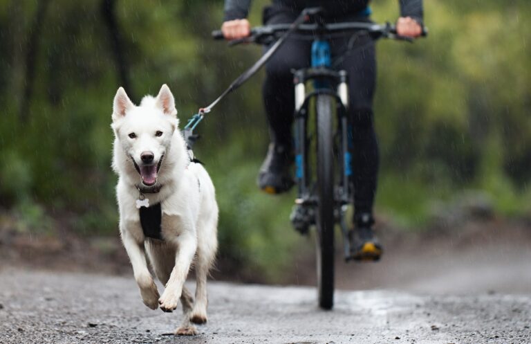 Deportes de tiro con perros