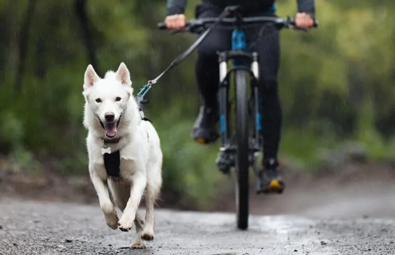 Deportes de tiro con perros