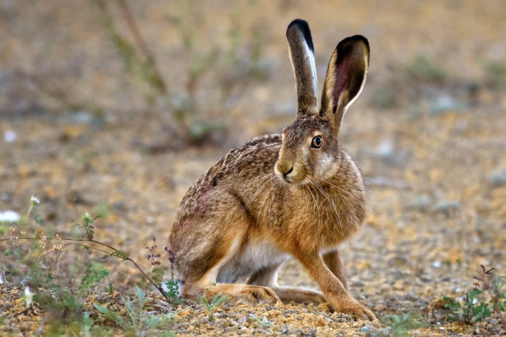 Liebres y conejos