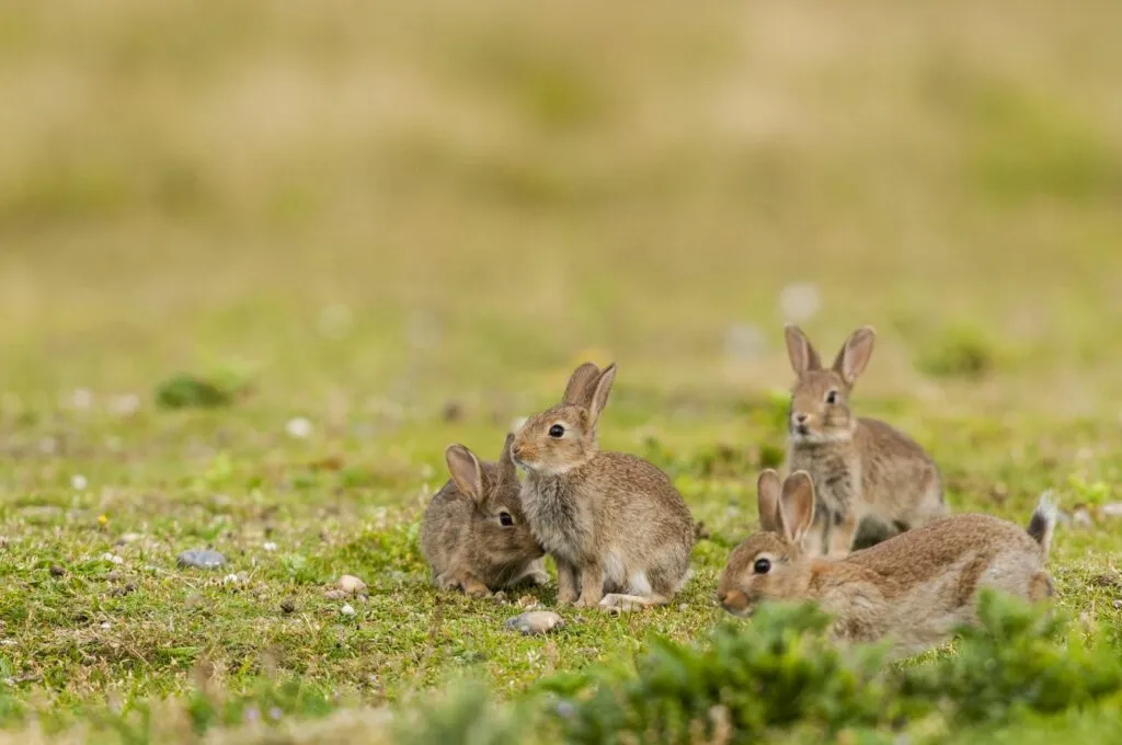Liebres y conejos